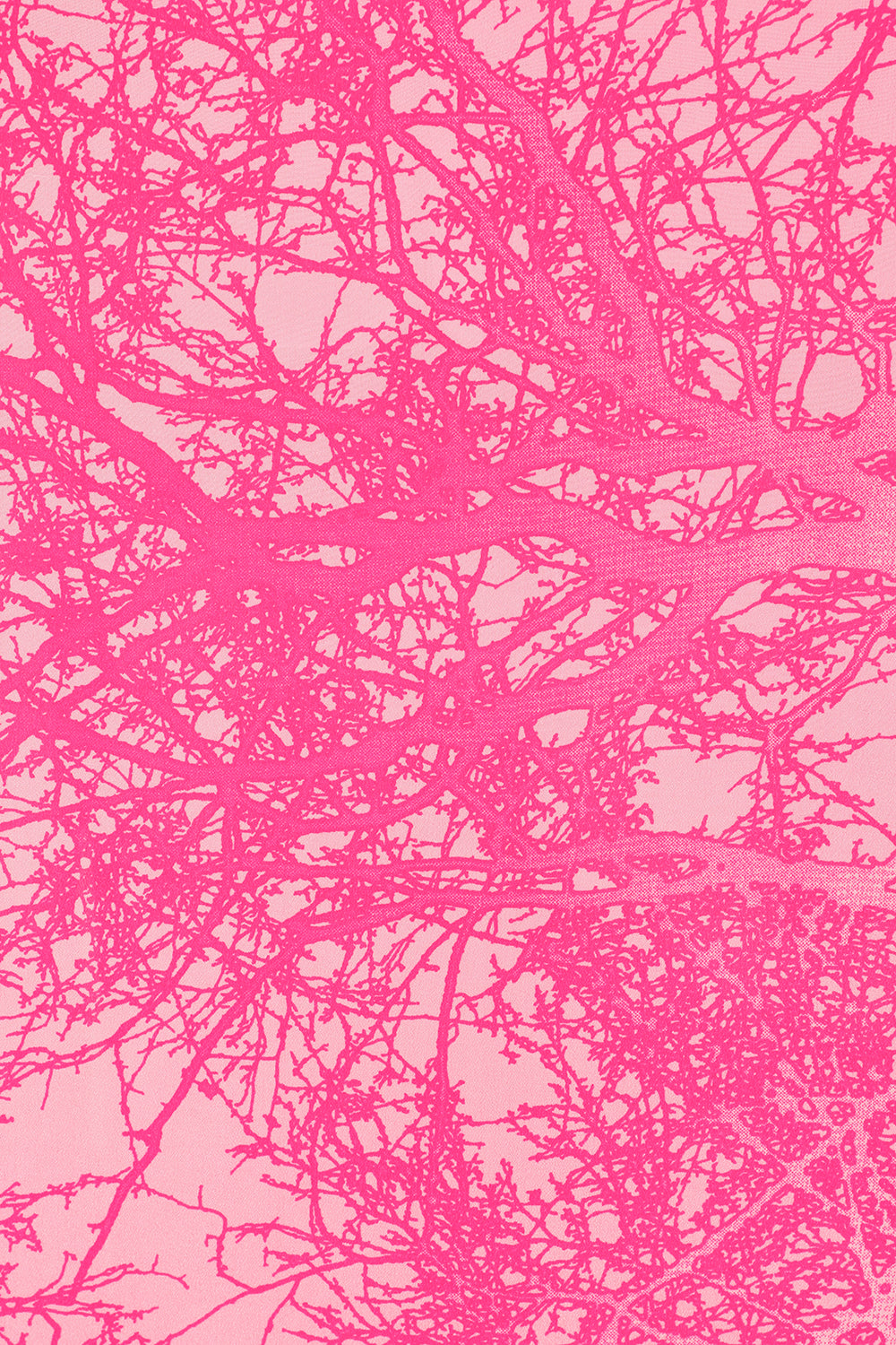 Pembroke, Bay Breeze Bubblegum